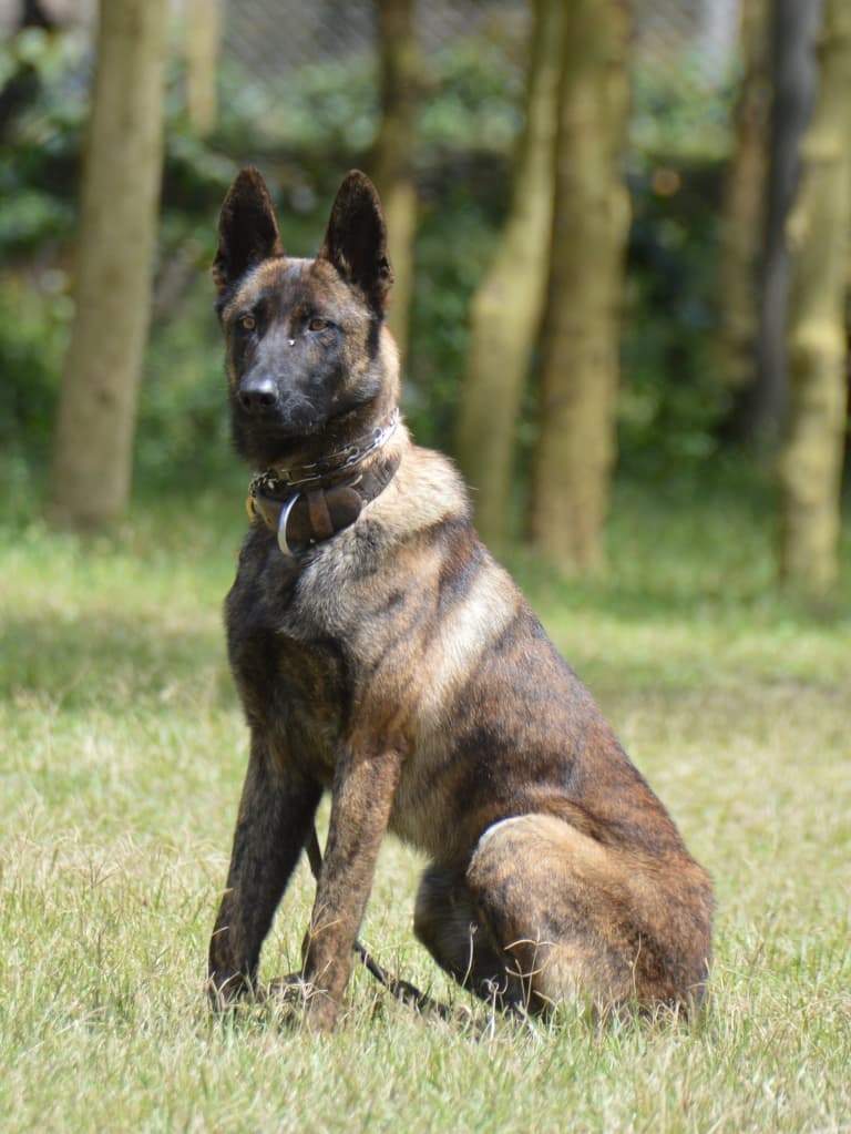 Dream Peak K9 working dog
