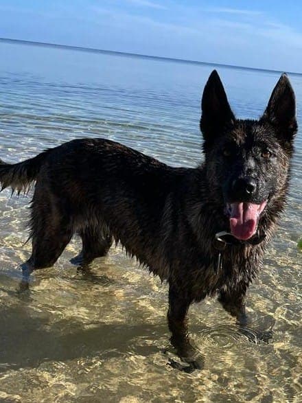Dream Peak K9 working dog