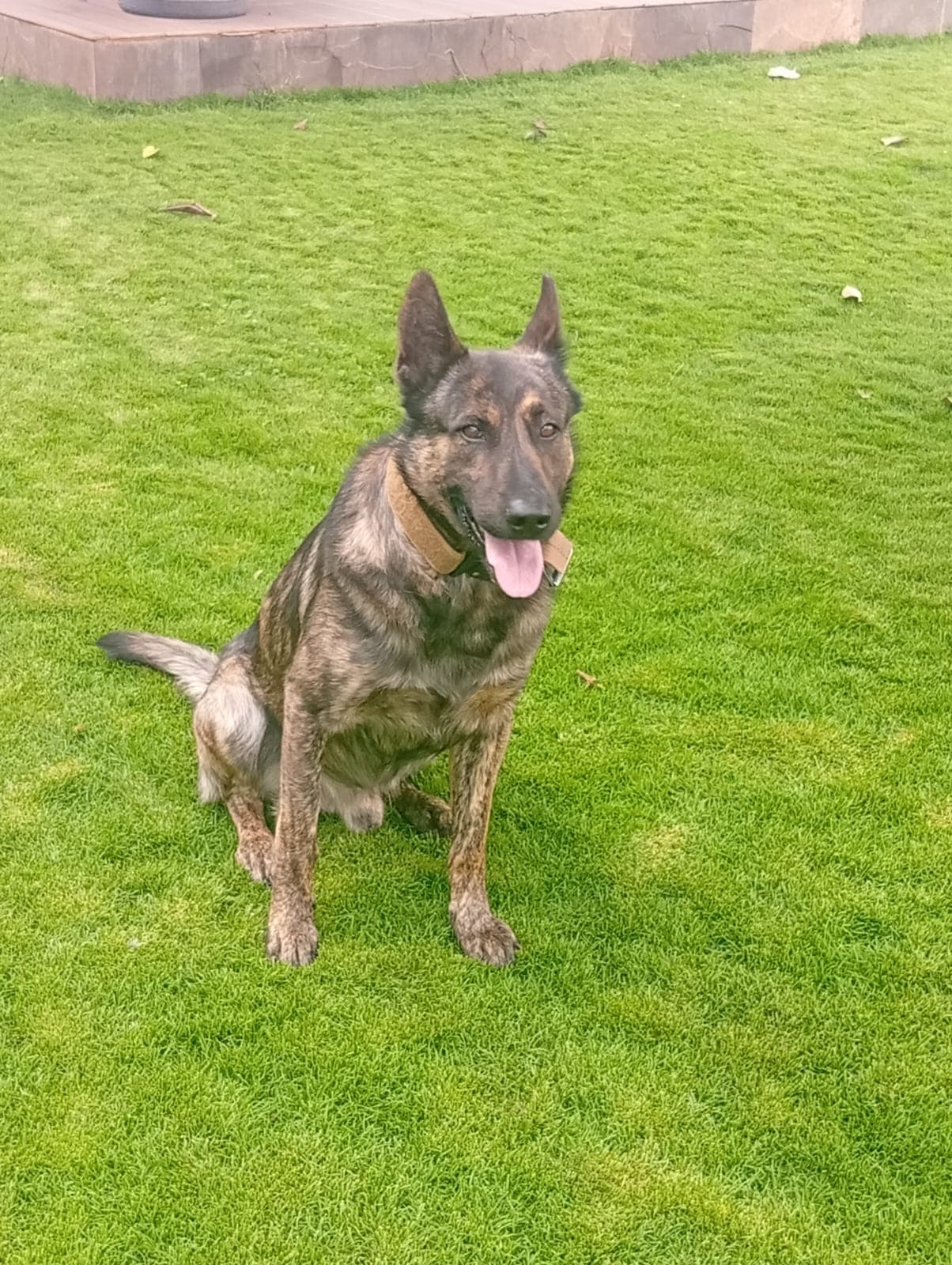 Dream Peak K9 working dog