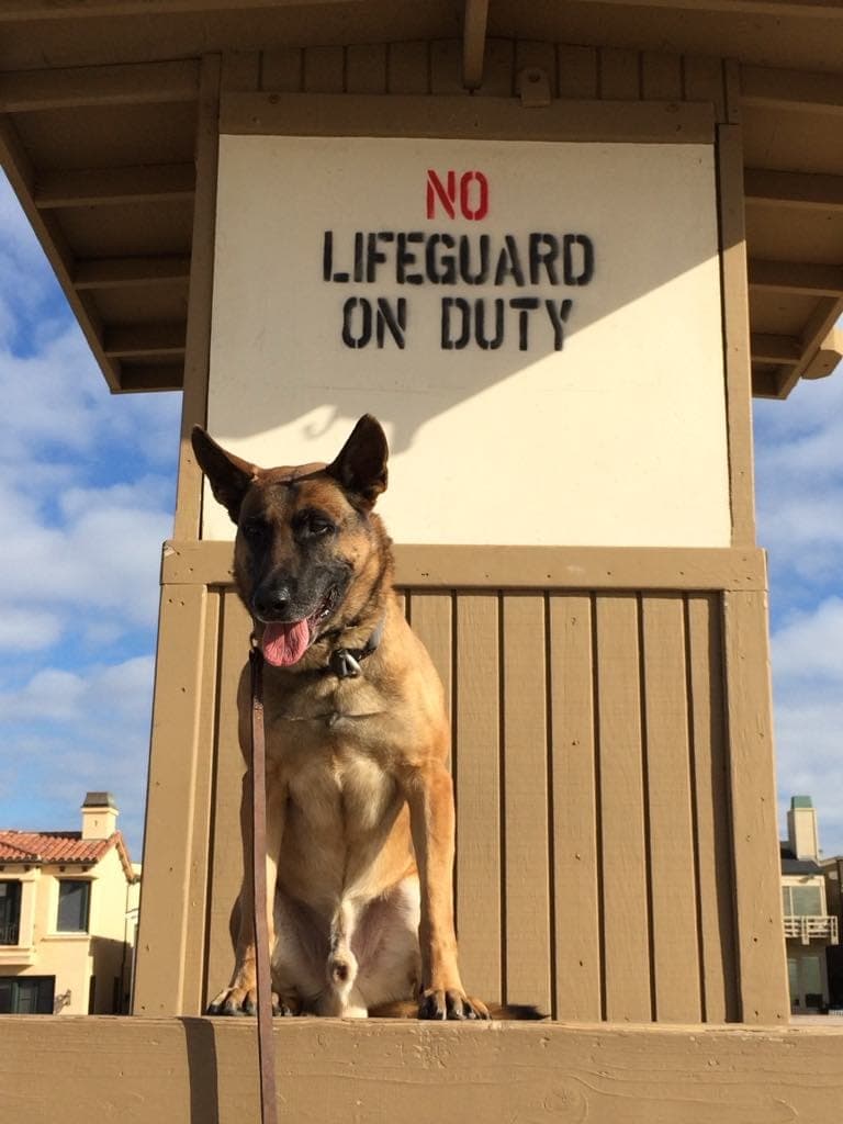 Dream Peak K9 working dog