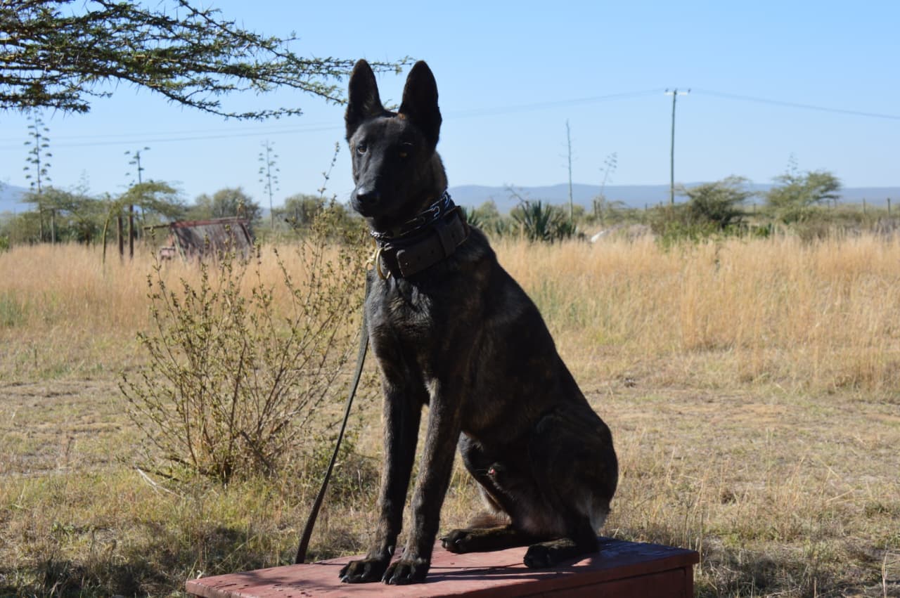Dream Peak K9 working dog