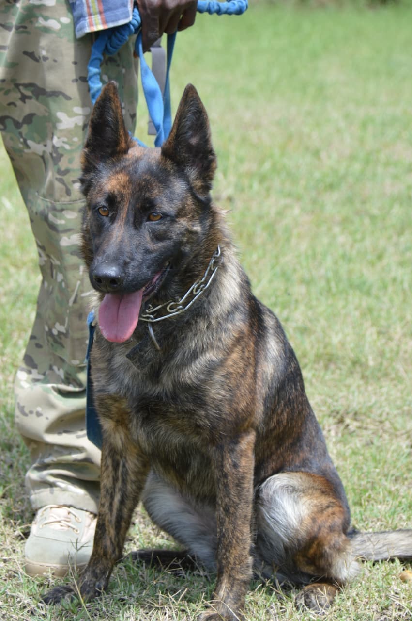 Dream Peak K9 working dog