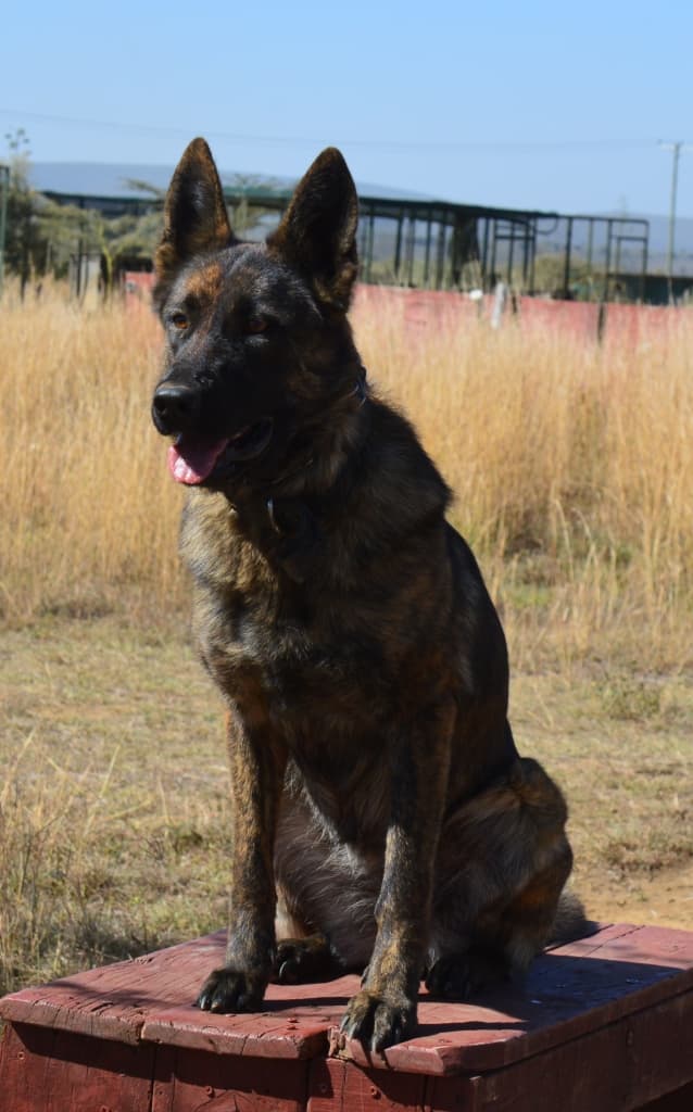 Dream Peak K9 working dog