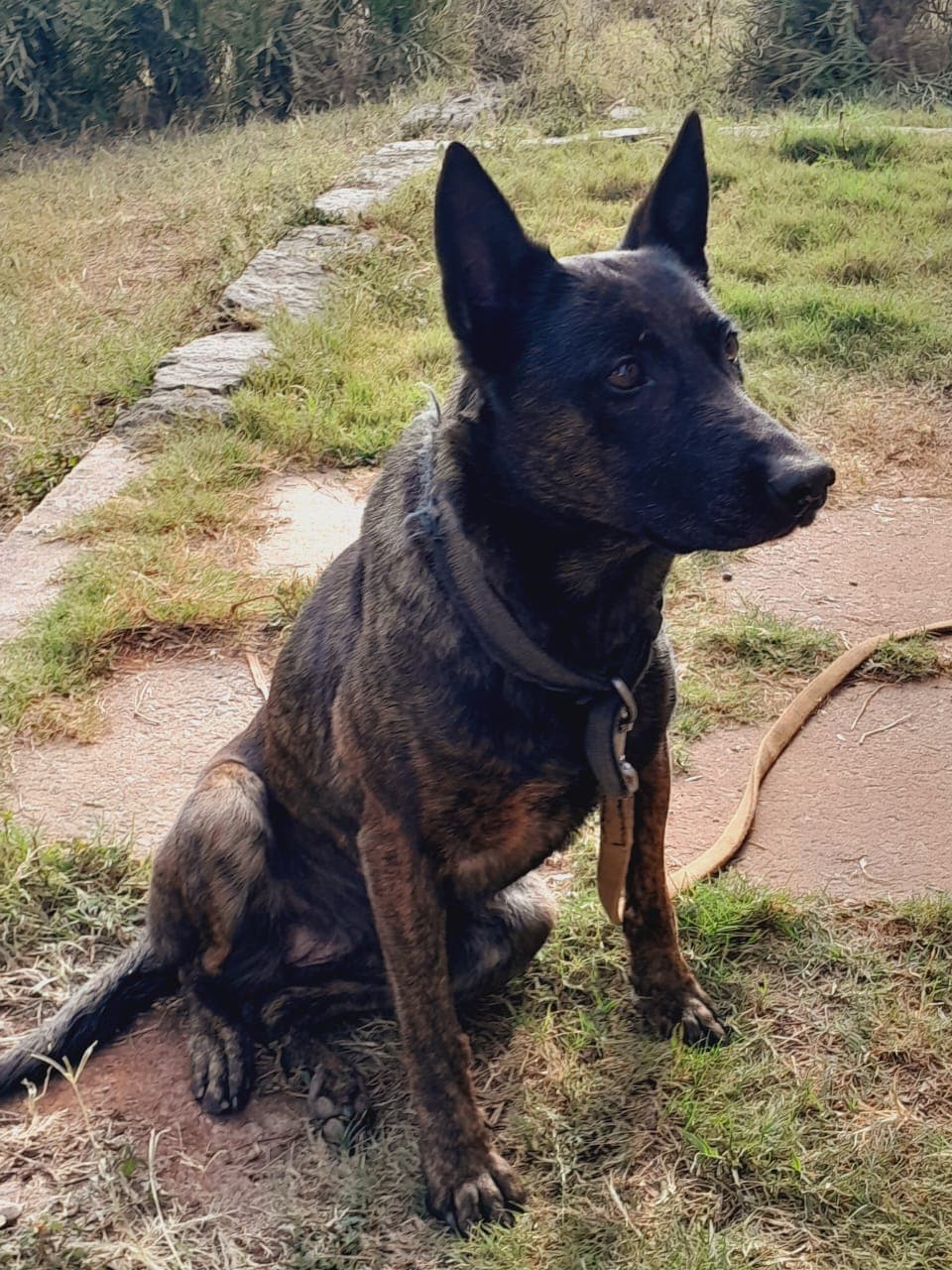 Dream Peak K9 working dog