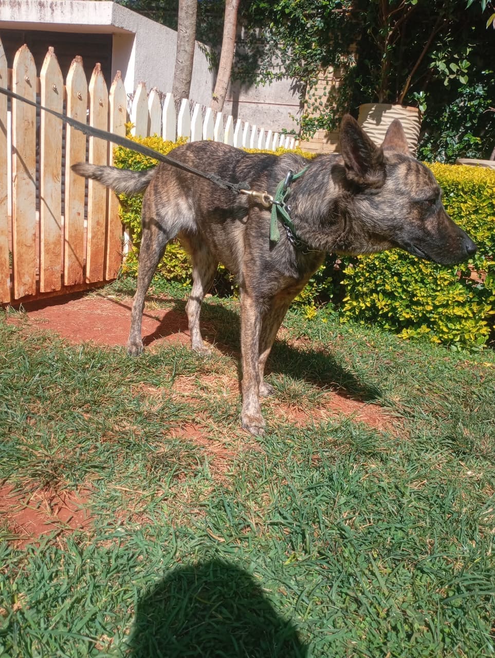 Dream Peak K9 working dog