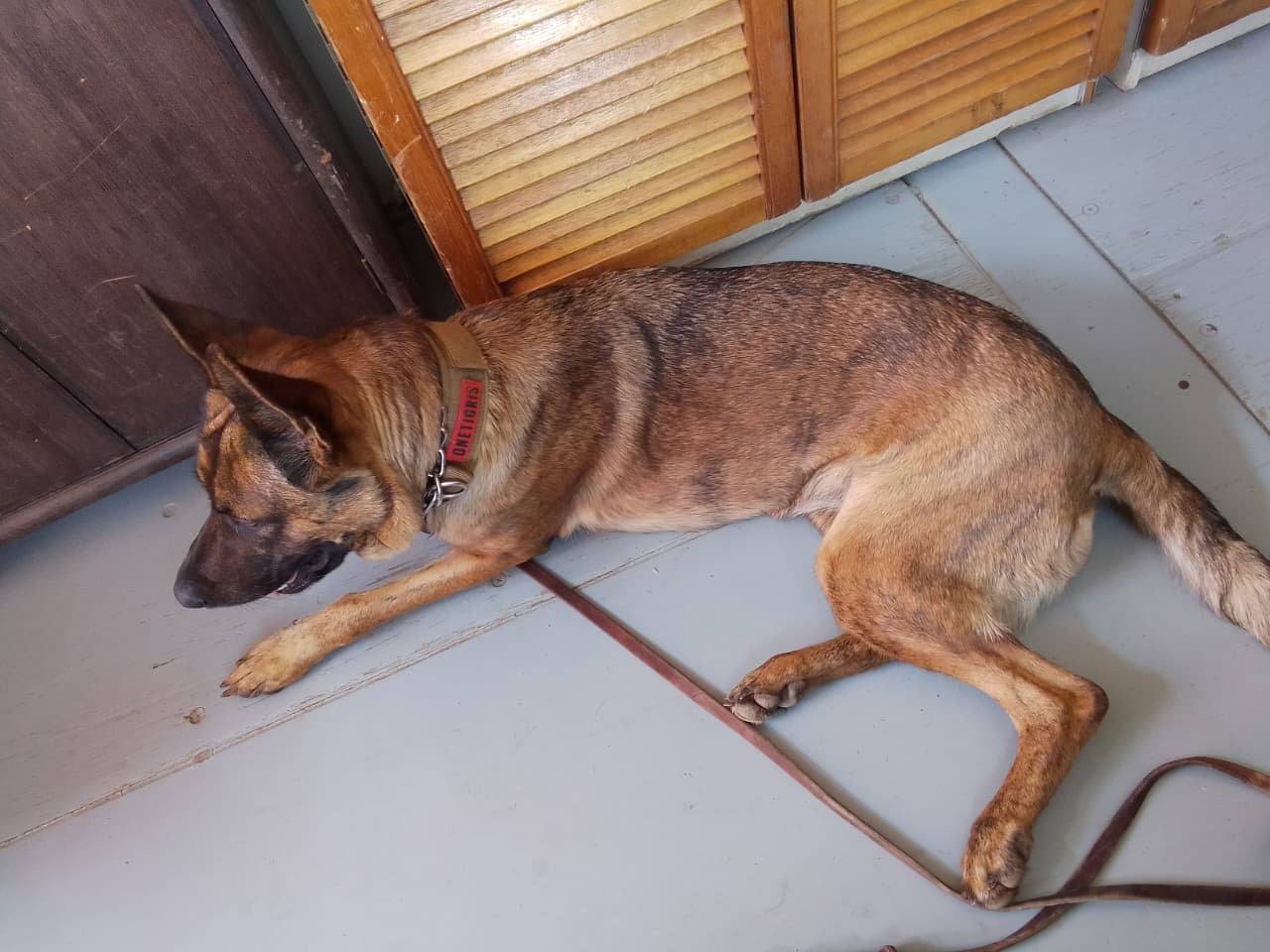 Dream Peak K9 working dog