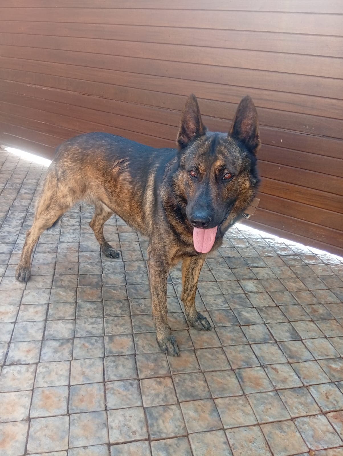Dream Peak K9 working dog