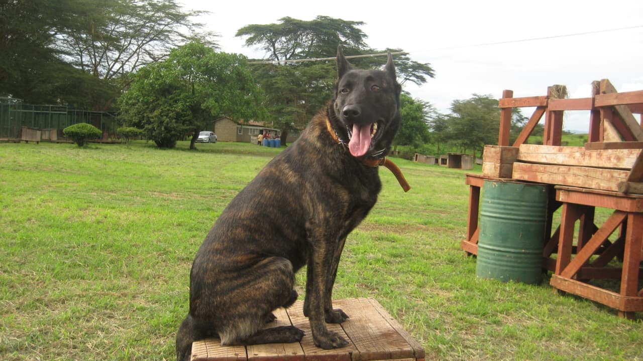 Dream Peak K9 working dog