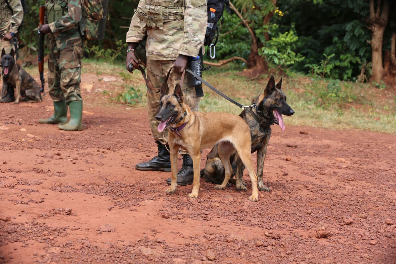 Working security K9