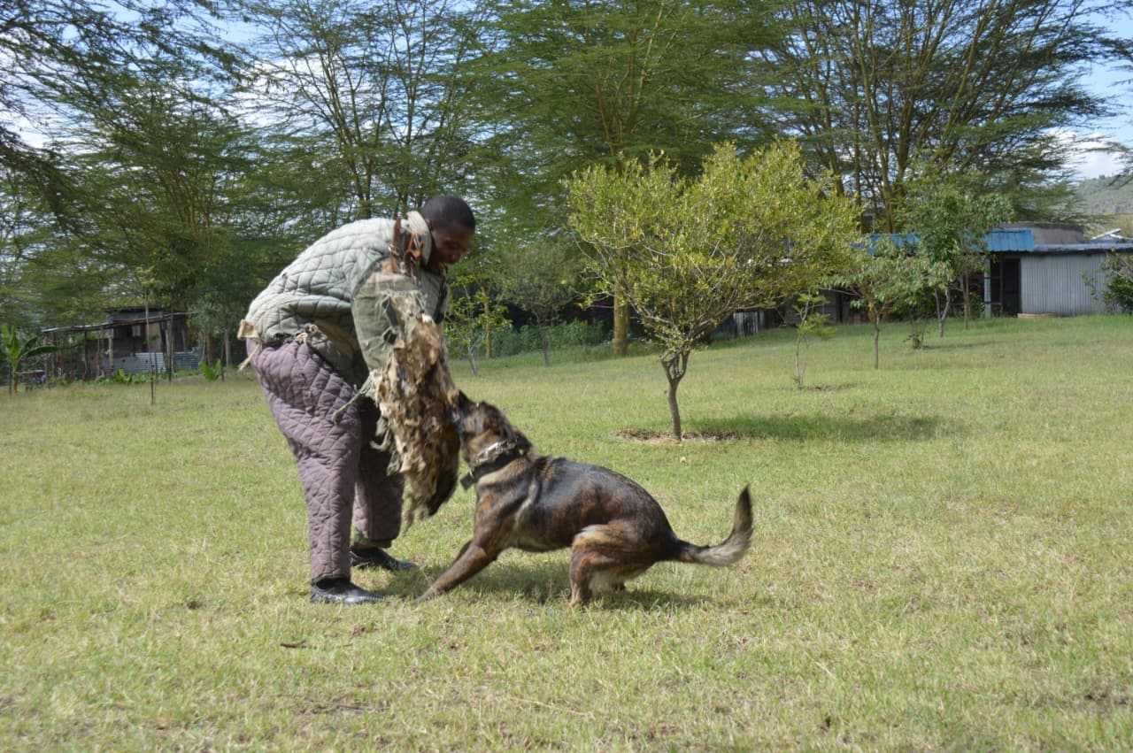 Professional dog training
