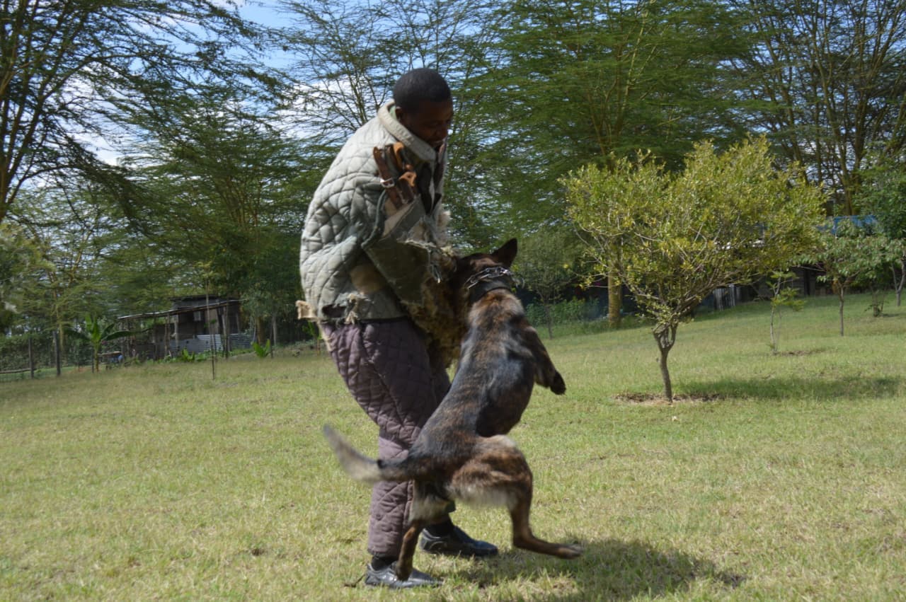 K9 obedience training