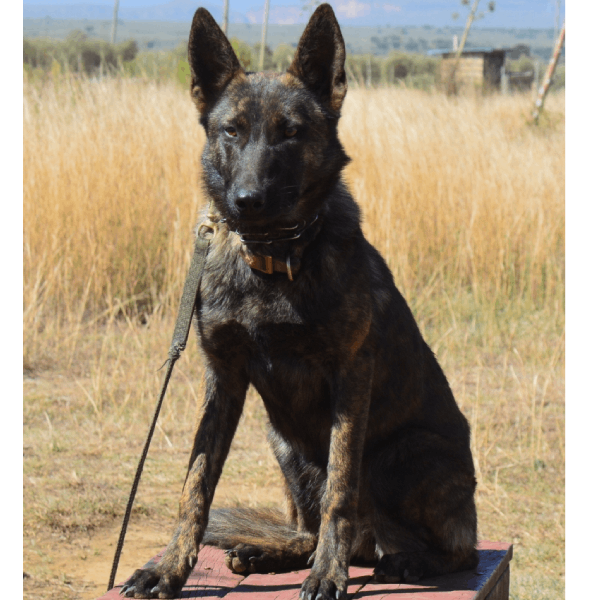 Chui - Wilderness Tracking Specialist