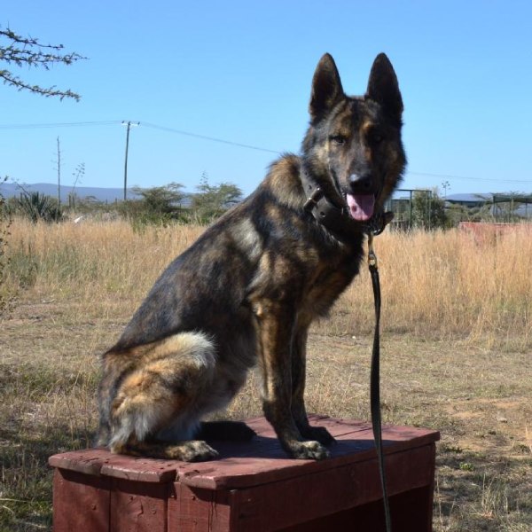 Vega – Narcotics Detection Prodigy