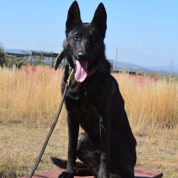 Titan - Protection Malinois